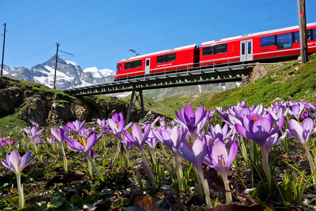 RhB Frühlingsgefühle mit der Aktion «Krokus